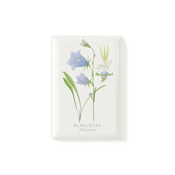 Magnet Blåklocka 53x78mm | Populär
