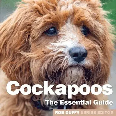 Cockerpoos - Expressleverans