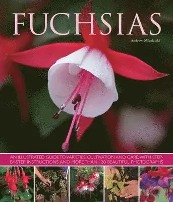 Fuchsias | Skaffa nu